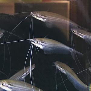 龙须猫鱼泰国进口透明玻璃四须猫海象群游热带淡水观赏鱼草缸活体