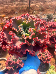 多肉植物女王花笠褶皱包菜红色控养红裙砂之翁年控养菜包花卉懒人