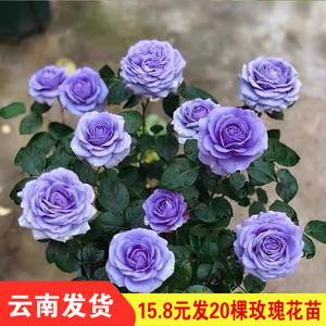 20棵玫瑰花苗扦插苗盆栽阳台花卉四季开花特大花月季蔷薇浓香植物