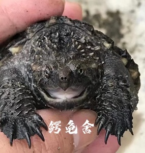 原种纯佛爆刺鳄龟苗霸气凶猛宠物小鳄佛罗里达乌龟活物