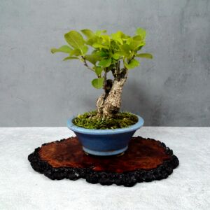 精品推崇放漏白菜价老庄爆皮矮霸日中共通蔓梅凝大叶南蛇藤盆景