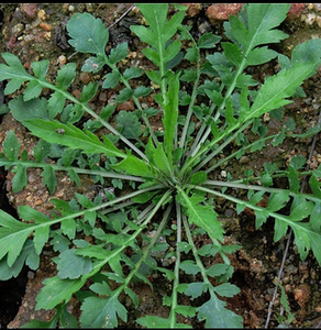 荠菜种子蔬菜种子 味鲜美 春夏秋播 地菜 有机农家蔬菜