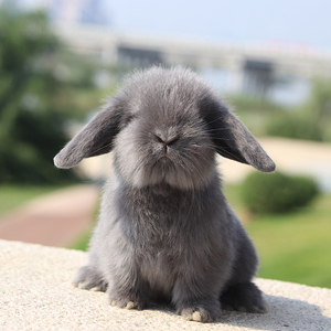 垂耳兔宠物兔子小型长不大折耳兔幼体活物幼崽包子脸大耳朵活体兔