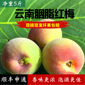 云南大理胭脂梅精选大果泡酒专用现摘青梅果新梅子酸水果5斤散装