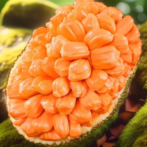 海南昌江产地直发泰国8号越南红肉菠萝蜜新鲜热带水果波罗蜜整个
