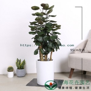 福禄寿树盆栽