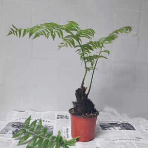 禅意绿植一叶蕨净化空气观叶盆栽室内盆景特大趣味容易办公桌