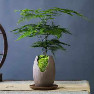 文竹盆栽植物室内绿化四季迷你办公室绿植摆件桌面好养创意小盆景