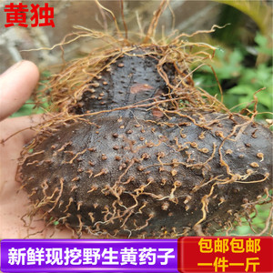 野生药材新鲜黄药子 薯莨 血三七 朱砂莲 黄独 黄药子根 500克