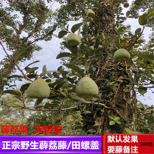深山田螺盖新鲜搭壁藤 薜荔果中草药薜荔藤煲汤料凉粉果500克