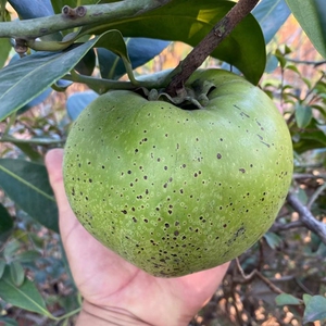 新品黑柿果树巧克力布丁果苗树种进口苗新进水果树包邮嫁接树苗