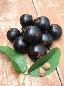 乔尼尔嘉宝果树嘉宝果树苗乔尼尔加宝果苗台湾嘉宝果树乔尼尔果树