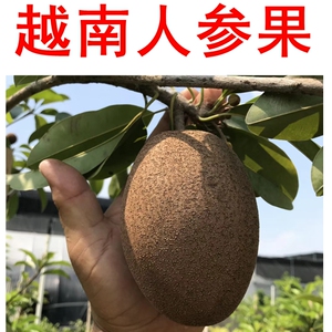 越南大果人参果树苗新款嫁接苗带盆栽人心果树越南人参果树苗包邮