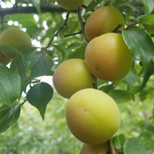 嫁接青梅苗果树苗梅子树苗酸梅苗乌梅苗青梅花树苗 庭院阳台种植