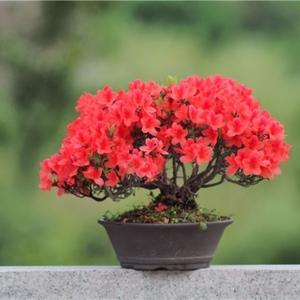 映山红老桩盆景树桩室内客厅庭院植物花卉阳台绿植红色杜鹃花盆栽