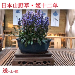 姬十二单日本山野草筋骨草巧克力片绿植花卉盆栽盆景迷你室内书房