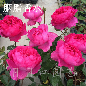 月月红园艺/伊芙胭脂香水浓香月季实生根接苗