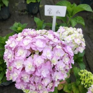 月月红园艺,宝山绣球小苗