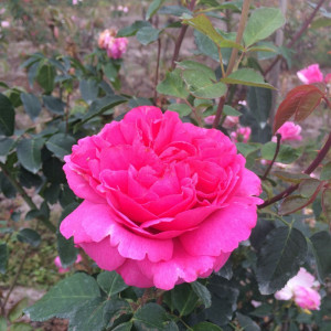 【月月红园艺】伊芙花环 月季 大花 浓香抗病阳台庭院多季节开花