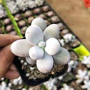 韩国进口多肉 亚美奶酪大颗 多肉植物  纯正品种