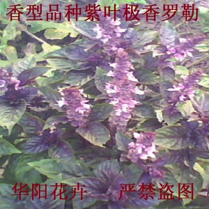 紫杆极香罗勒盆栽花卉香花芳香植物驱虫驱蚊香草种子花期特长
