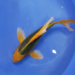 日本纯种进口金松叶龙凤锦鲤活鱼大型观赏冷水风水鱼苗精品包邮