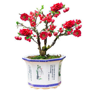 重瓣海棠花苗花卉盆栽盆景老桩室内外观花绿植物庭院阳台大红花