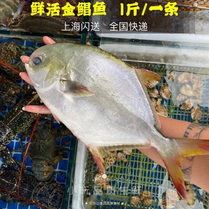 上海闪送鲜活野生金鲳鱼新鲜海鱼鲳鱼平鱼海鲜水产鲜活顺丰一斤