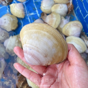 鲜活野生海捕西施贝500g 海鲜 贝类 海产品