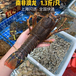 【上海闪送】鲜活南非大龙虾 澳龙澳龙南非龙虾一斤一只 顺丰