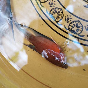 中国斗鱼 澳火 澳洲红火焰 火焰蓝叉尾斗鱼 冷水鱼 好活耐养