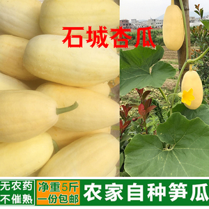 江西石城杏瓜赣南特产农家自种现摘现发新鲜采摘时令蔬果杏瓜包邮