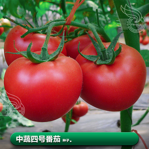 西红柿籽老品种番茄种籽子春季盆栽阳台种植四季蔬菜种子苗孑大全