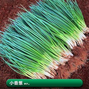 葱子种籽头四季小葱香葱子种子莱籽春季阳台盆栽种植蔬菜籽大全孑