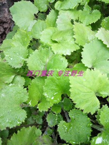 蒲儿根 千里光  猫耳朵草 矮千里光 肥猪苗  新鲜现采