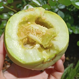 米择@ 马连庄甜瓜 2斤试吃装(3-6枚左右)