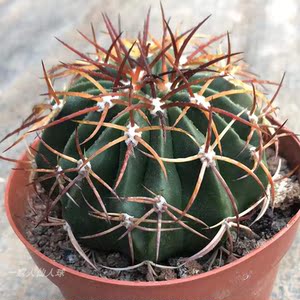 实生蓝云仙人球稀有开花品种阳台办公室桌面防辐射吸甲醛绿植盆栽