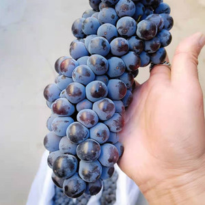 包邮长春市正宗云南蓝莓葡萄新鲜无籽纯甜非提子孕妇新鲜应季水果