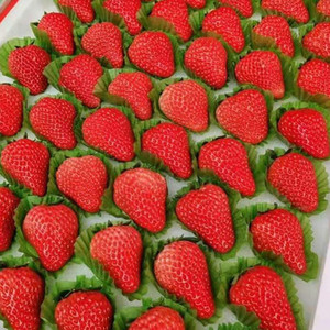 东北奶油草莓