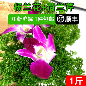 新鲜杨兰花 洋兰花250g 法香荷兰芹250g 酒店摆盘装饰鲜花草点缀