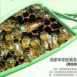 中蜜一号蜜蜂种王蜂王 高产王 抗螨蜂王产卵王 现货 包活包邮