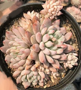 白线粉魔爪群生老桩多肉植物tb多肉园