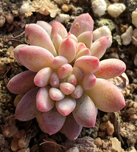 冰激凌香水  新品 群生老桩多肉植物tb多肉园