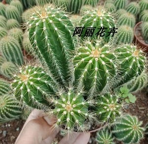 超大仙人球大凤龙多头易养易开花办公室内防辐射含盆带土栽好包邮