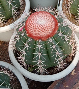 实生超大魔云翠云精品仙人球易养已出云办公室防辐射含盆带土栽好