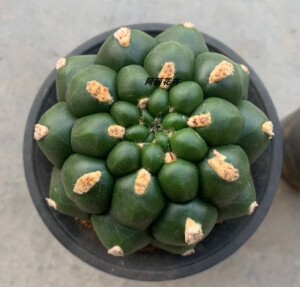 实生新款超大短刺新世界仙人球室内阳台防辐射含盆带土栽好包邮