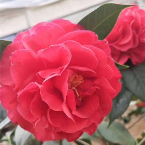 帕克斯先生茶花
