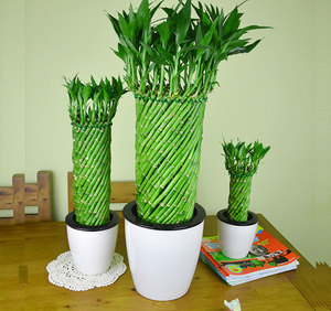 水培带根富贵竹盆栽 客厅室内办公室植物造型编织富贵竹子小盆景