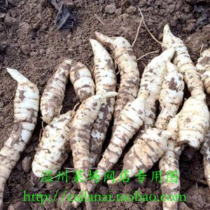 温州特产 新鲜生地 温州菜场直供 高山产 本地产 500g