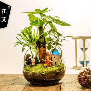 发财树小盆栽创意diy微景观办公桌面四季常青招财绿植盆景微景观